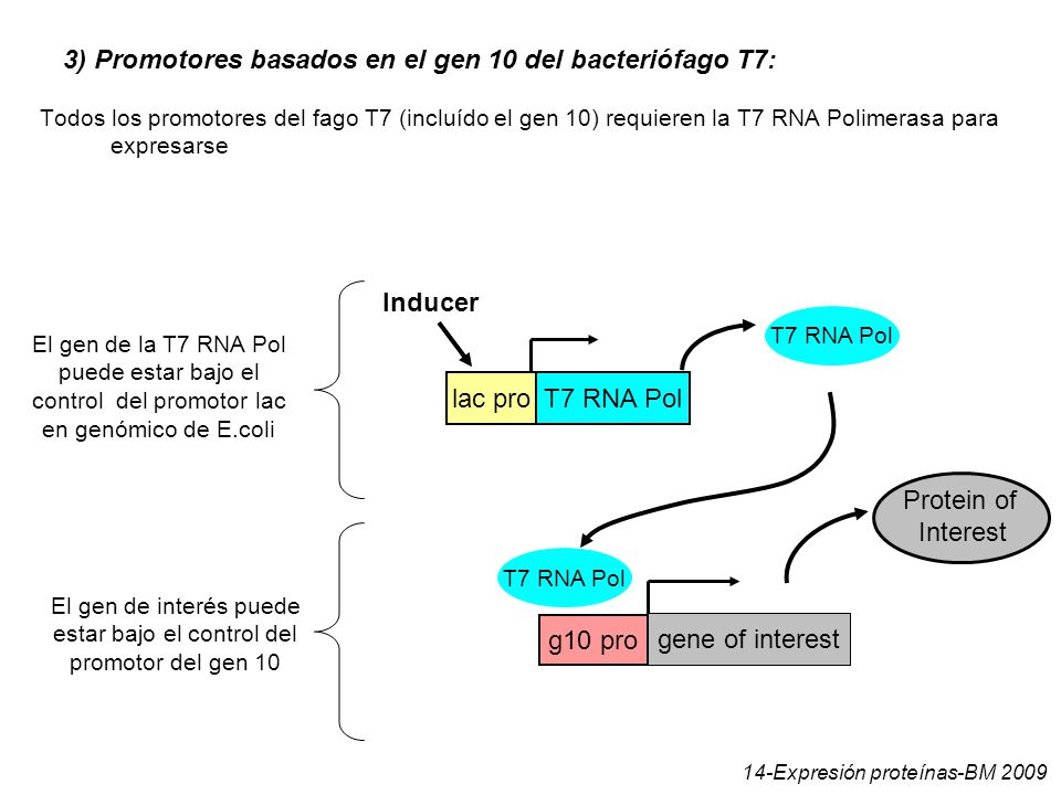 El gen de interés puede estar bajo el control del promotor del gen 10
