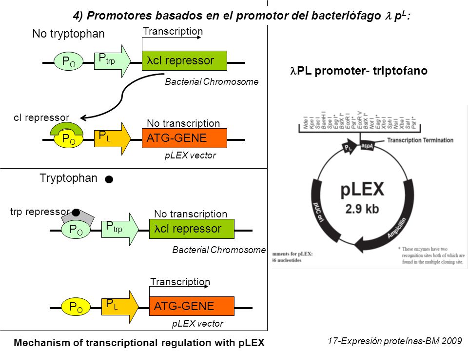4) Promotores basados en el promotor del bacteriófago l pL: