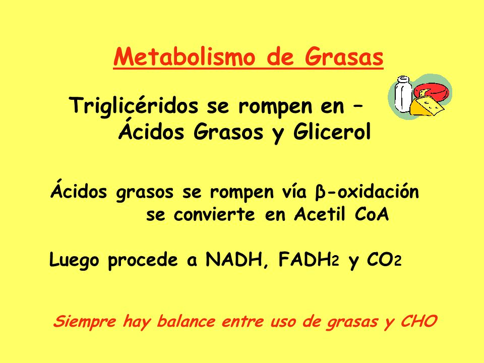 Metabolismo de Grasas Triglicéridos se rompen en –