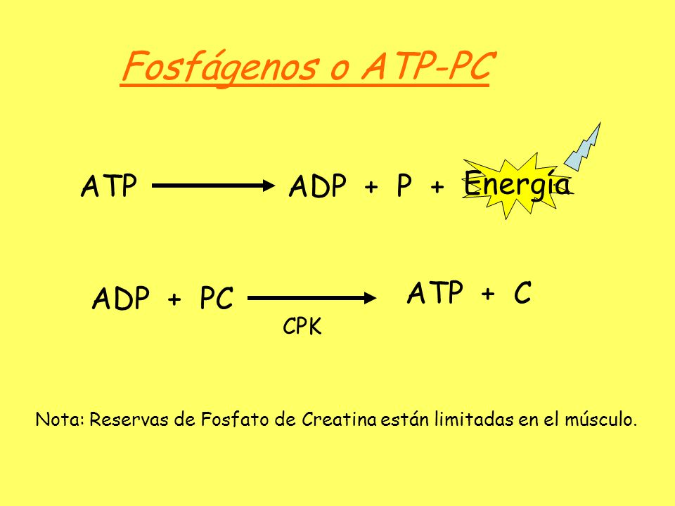 Fosfágenos o ATP-PC Energía ATP ADP + P + ATP + C ADP + PC CPK