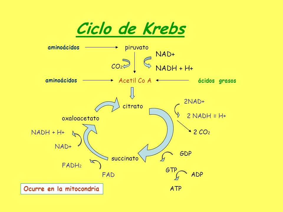 Ciclo de Krebs NAD+ NADH + H+ piruvato CO2 Acetil Co A 2NAD+ citrato