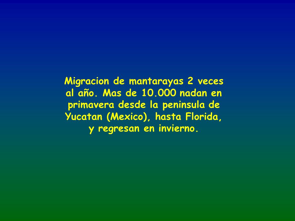 Migracion de mantarayas 2 veces al año. Mas de 10