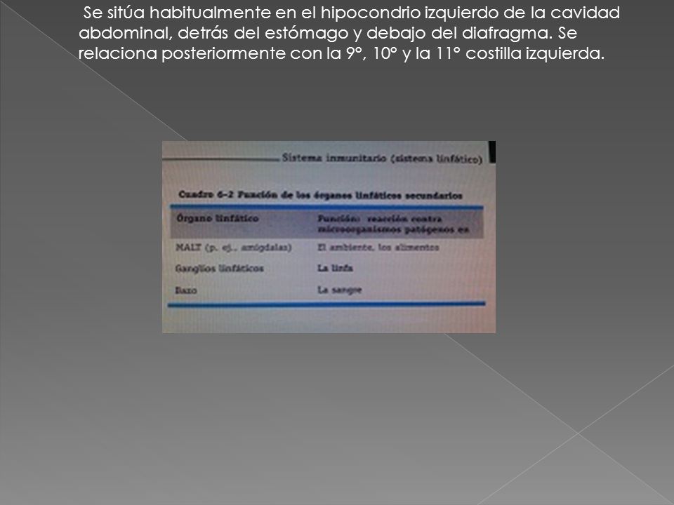 Se sitúa habitualmente en el hipocondrio izquierdo de la cavidad abdominal, detrás del estómago y debajo del diafragma.