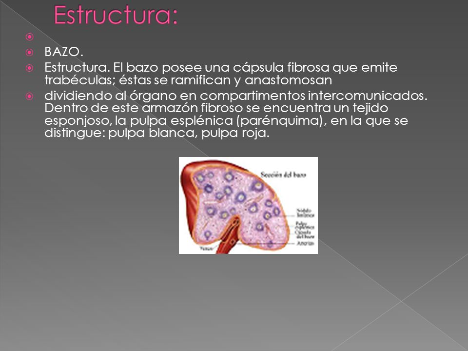 Estructura: BAZO. Estructura. El bazo posee una cápsula fibrosa que emite trabéculas; éstas se ramifican y anastomosan.