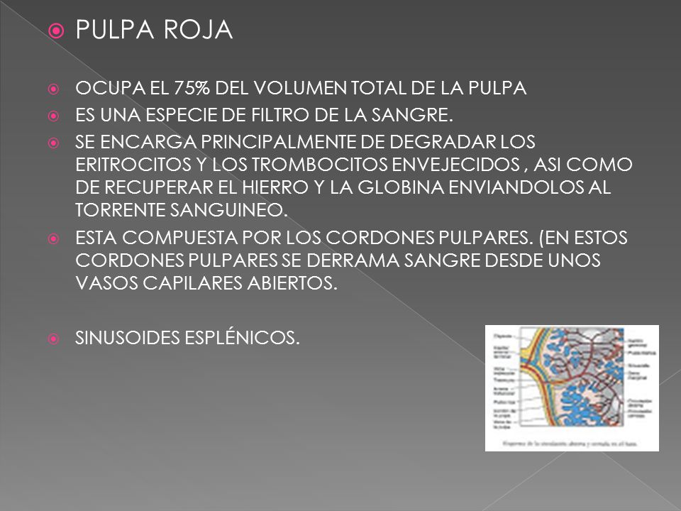 PULPA ROJA Ocupa el 75% del volumen total de la pulpa