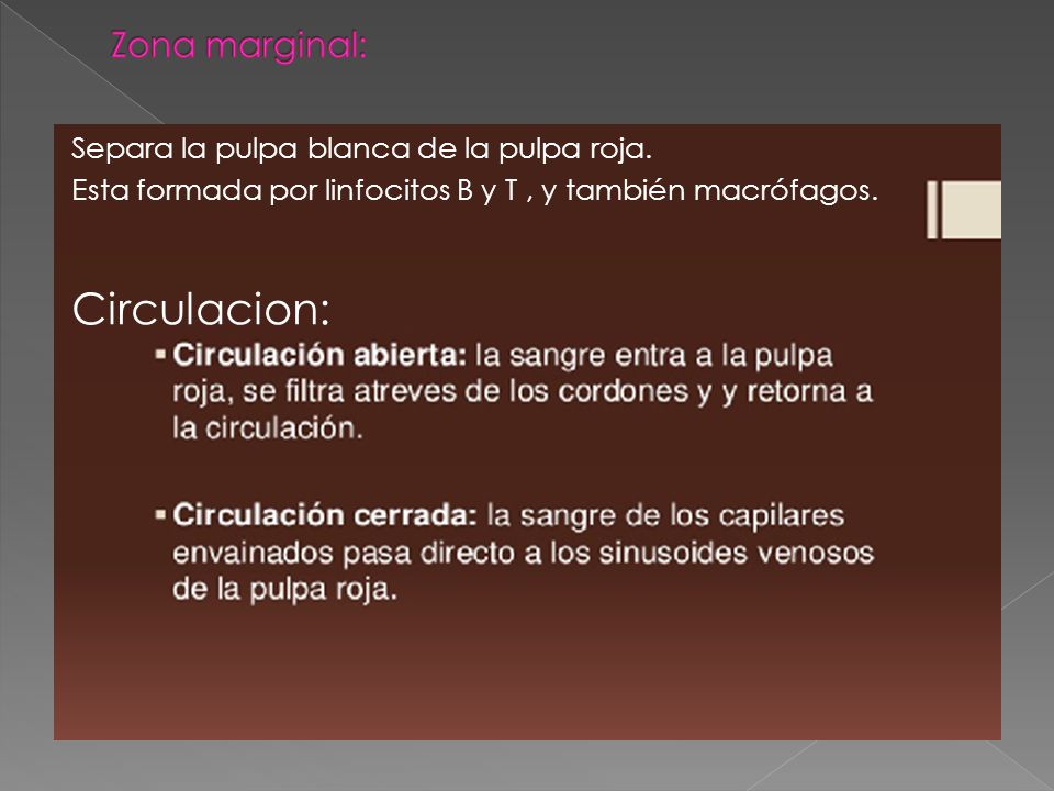 Circulacion: Zona marginal: Separa la pulpa blanca de la pulpa roja.