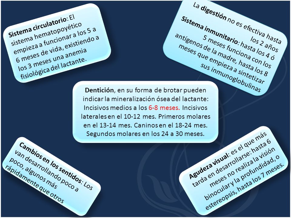 La digestión no es efectiva hasta los 2 años Sistema inmunitario: hasta los 4 ó 5 meses funciona con los antígenos de la madre, hasta los 8 meses que empieza a sintetizar sus inmunoglobulinas