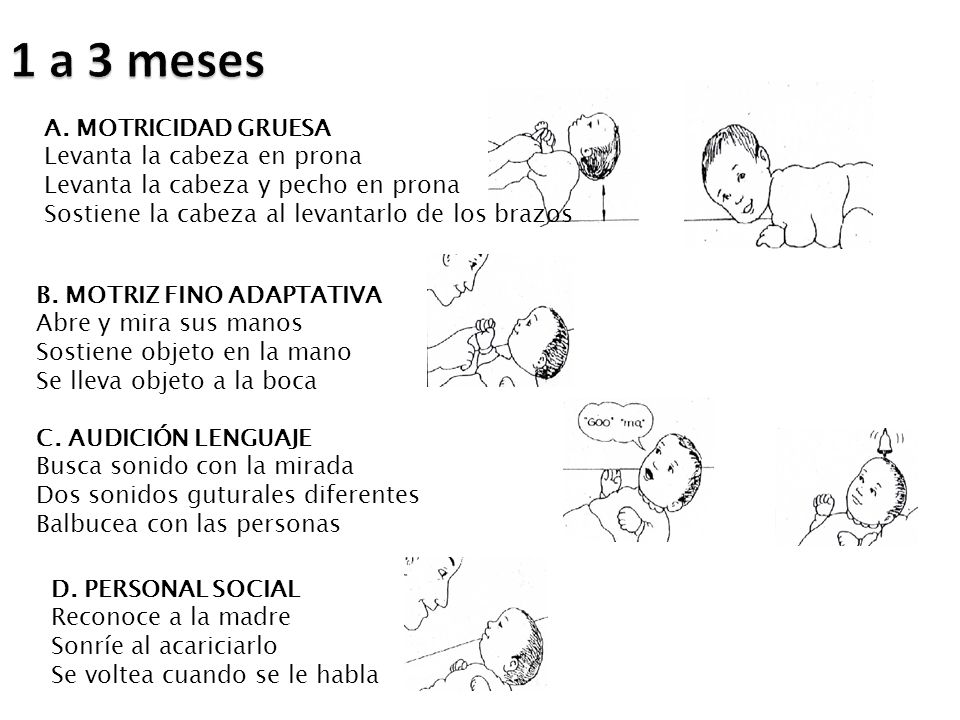 1 a 3 meses A. MOTRICIDAD GRUESA Levanta la cabeza en prona