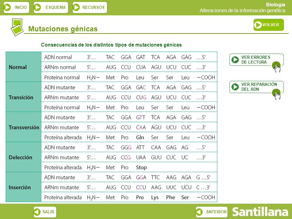 Consecuencias de los distintos tipos de mutaciones génicas