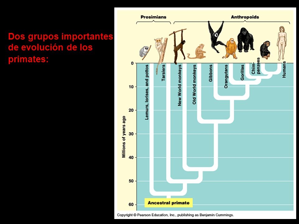 Dos grupos importantes