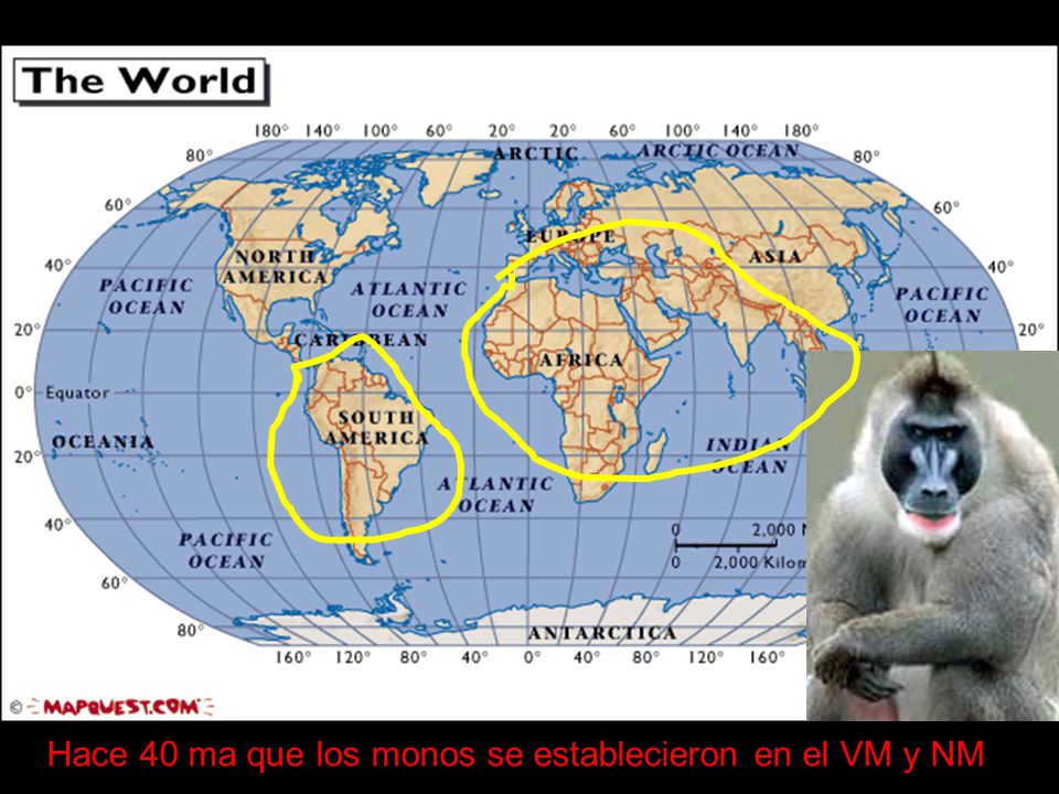 Hace 40 ma que los monos se establecieron en el VM y NM