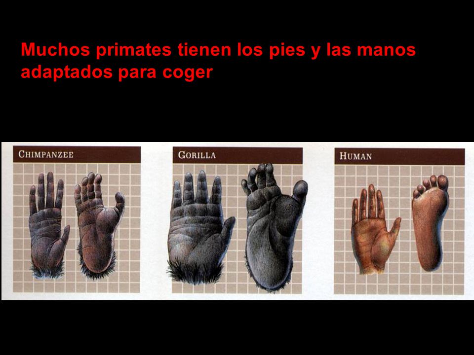 Muchos primates tienen los pies y las manos adaptados para coger