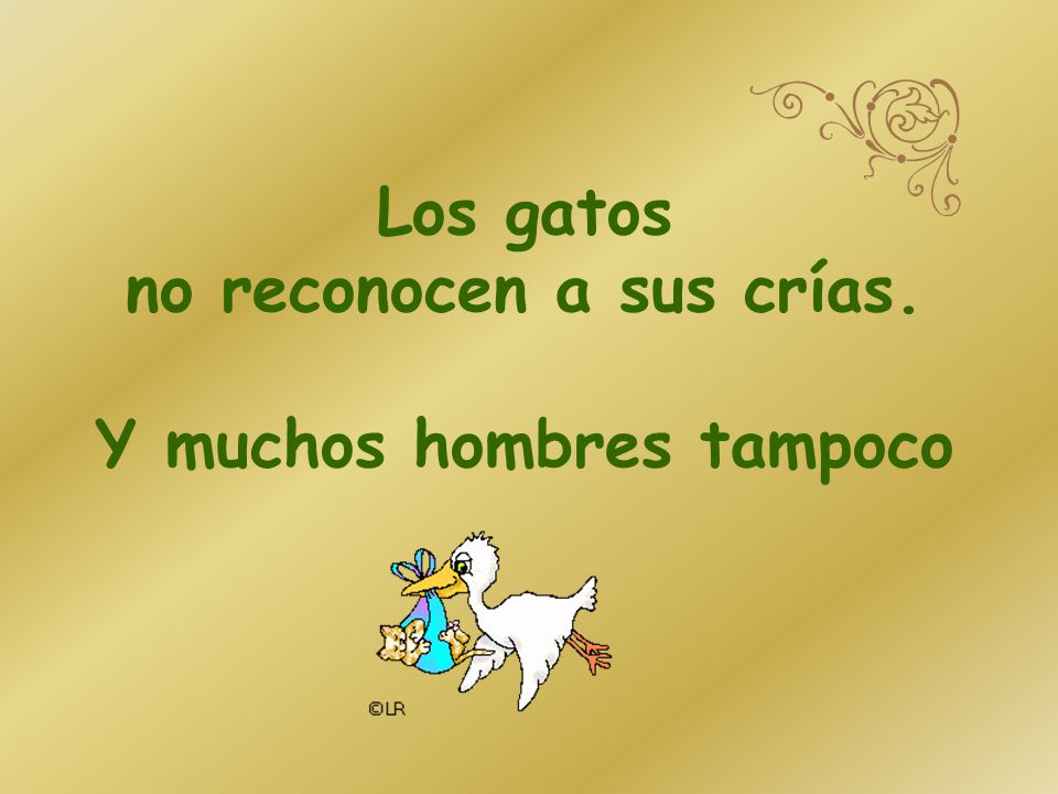 Los gatos no reconocen a sus crías. Y muchos hombres tampoco