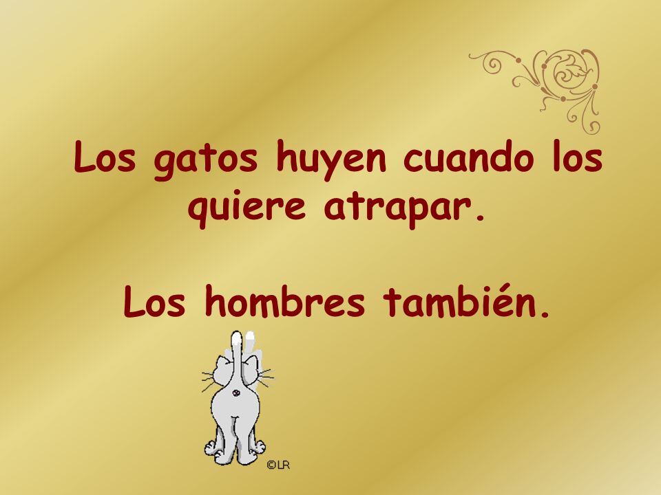 Los gatos huyen cuando los quiere atrapar. Los hombres también.