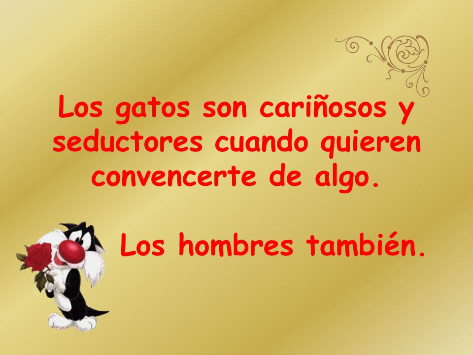 Los gatos son cariñosos y seductores cuando quieren convencerte de algo. Los hombres también.