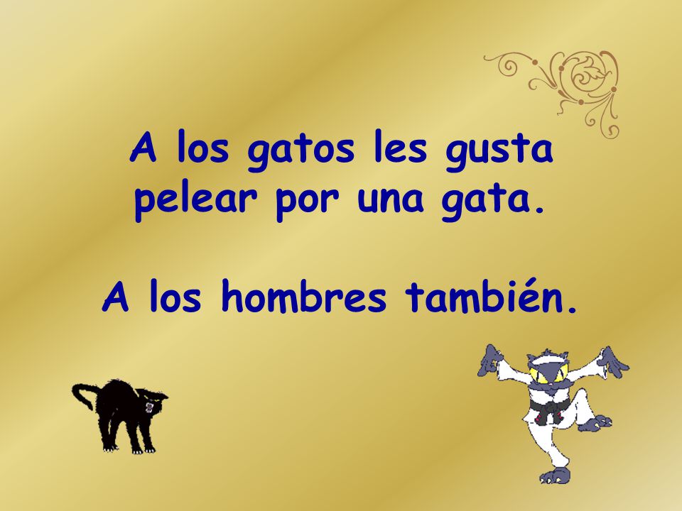 A los gatos les gusta pelear por una gata. A los hombres también.