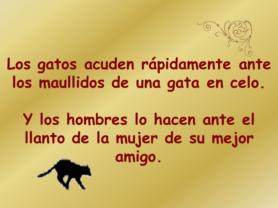 Los gatos acuden rápidamente ante los maullidos de una gata en celo