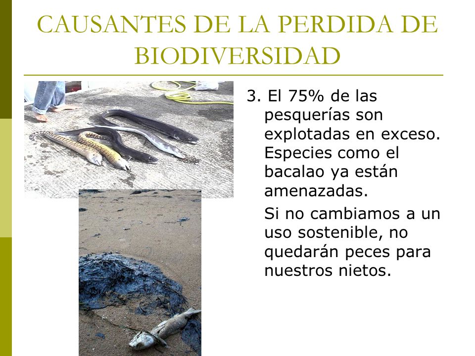 CAUSANTES DE LA PERDIDA DE BIODIVERSIDAD