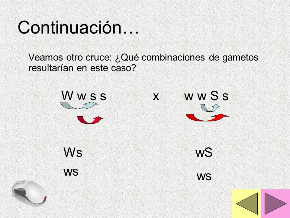 Continuación… W w s s x w w S s Ws ws wS ws