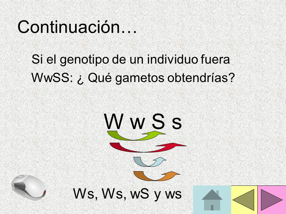 W w S s Continuación… Ws, Ws, wS y ws