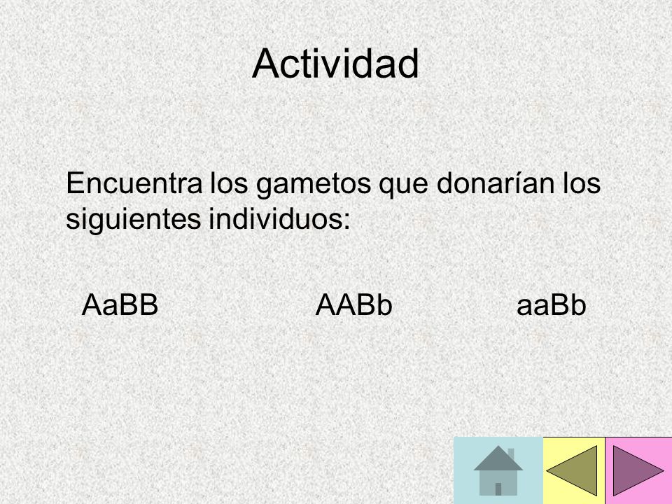 Actividad Encuentra los gametos que donarían los siguientes individuos: AaBB AABb aaBb.