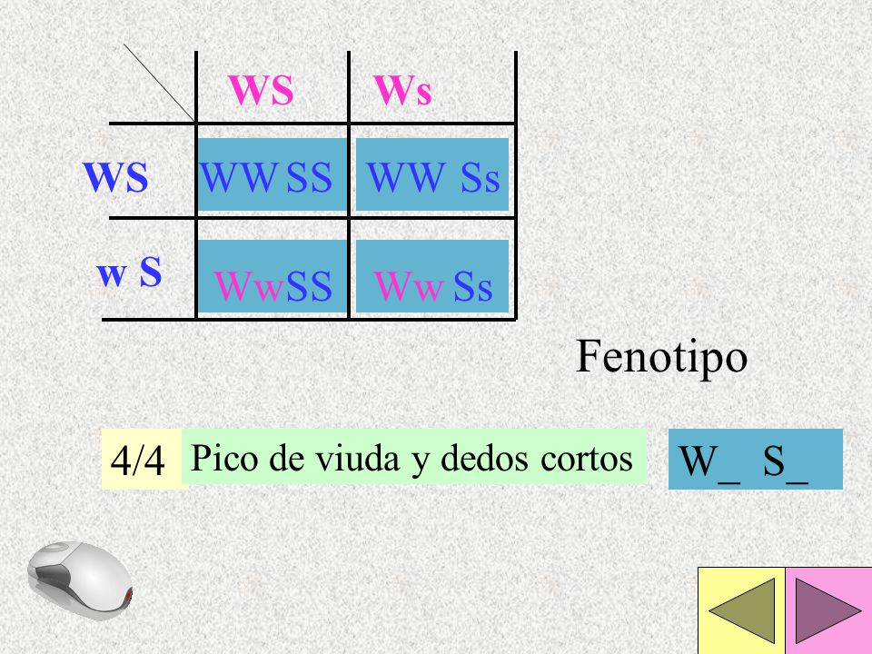 Fenotipo EJEMPLO: WS Ws WS WW SS WW Ss w S Ww SS Ww Ss 4/4 W_ S_