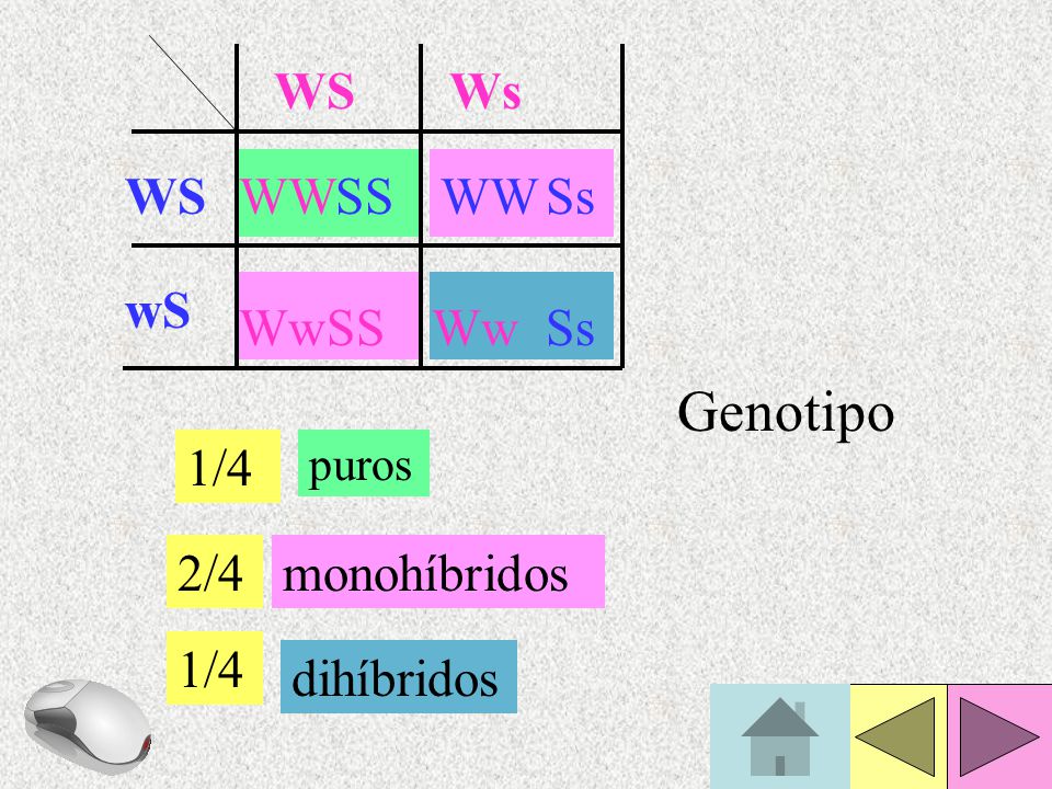Genotipo EJEMPLO: WS Ws WS WW SS WW Ss wS Ww SS Ww Ss 1/4 2/4