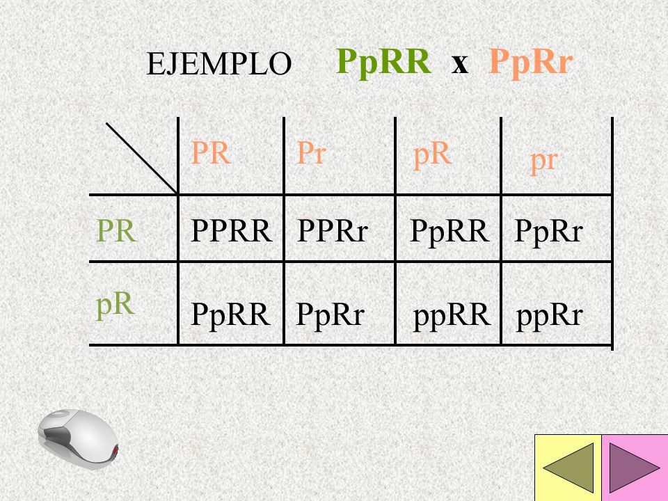 PpRR x PpRr EJEMPLO PR Pr pR pr PR PPRR PPRr PpRR PpRr pR PpRR PpRr