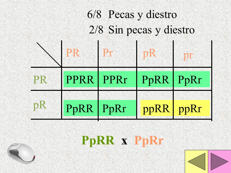 PpRR x PpRr 6/8 Pecas y diestro 2/8 Sin pecas y diestro PR Pr pR pr PR