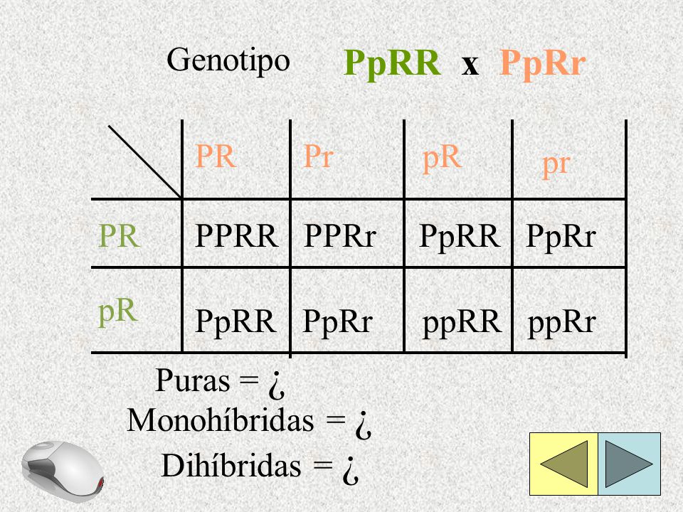 PpRR x PpRr Genotipo PR Pr pR pr PR PPRR PPRr PpRR PpRr pR PpRR PpRr