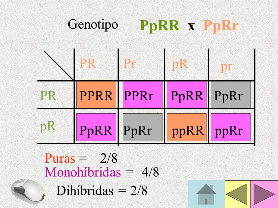 PpRR x PpRr Genotipo PR Pr pR pr PR PPRR PPRr PpRR PpRr pR PpRR PpRr