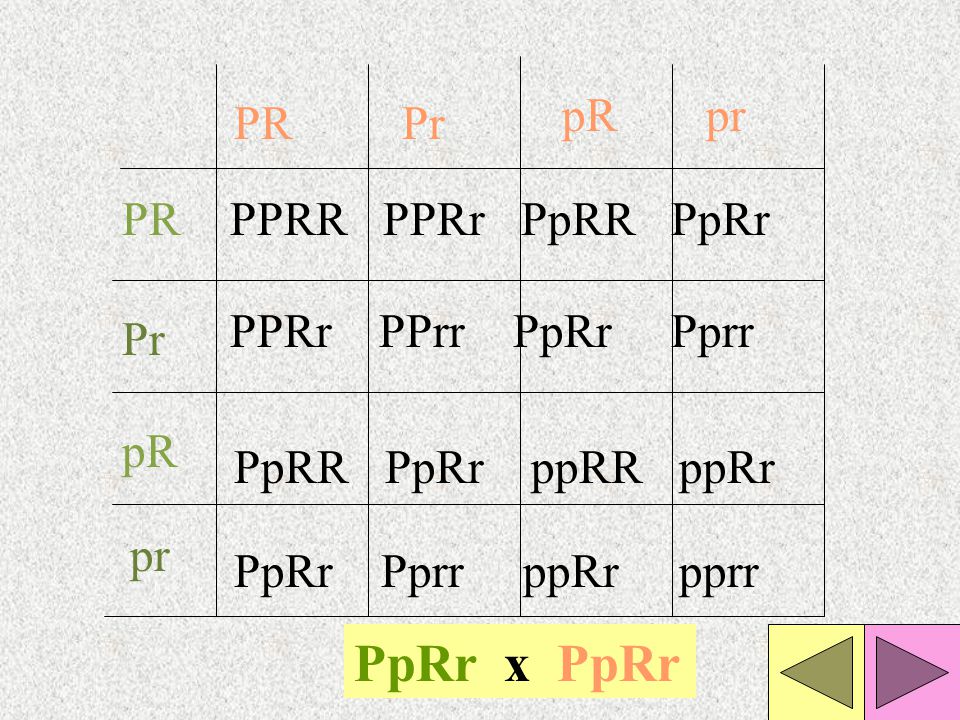 PpRr x PpRr pR pr PR Pr PR PPRR PPRr PpRR PpRr PPRr PPrr PpRr Pprr Pr