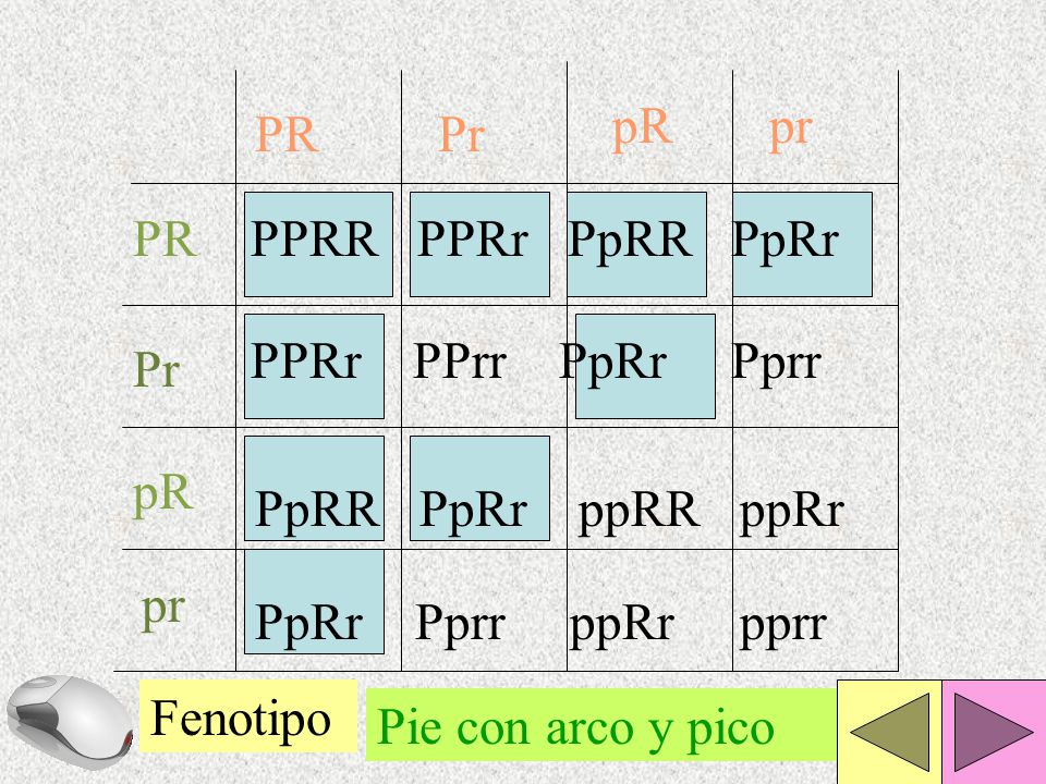 pR pr. PR. Pr. PR. PPRR PPRr PpRR PpRr. PPRr PPrr PpRr Pprr. Pr. pR. PpRR PpRr ppRR ppRr.