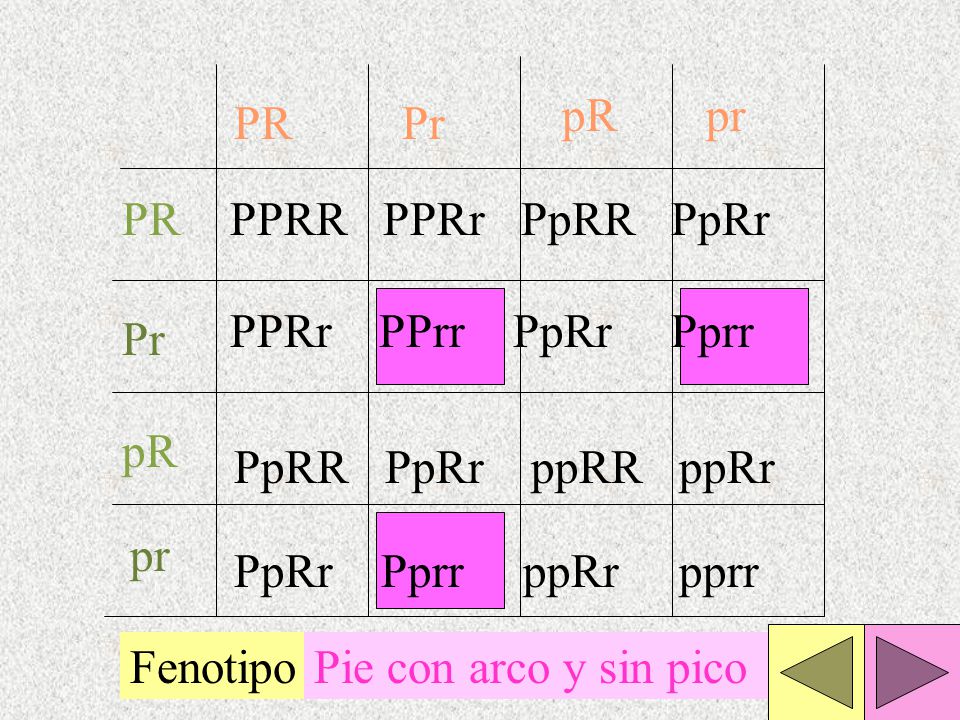 pR pr. PR. Pr. PR. PPRR PPRr PpRR PpRr. PPRr PPrr PpRr Pprr. Pr. pR. PpRR PpRr ppRR ppRr.