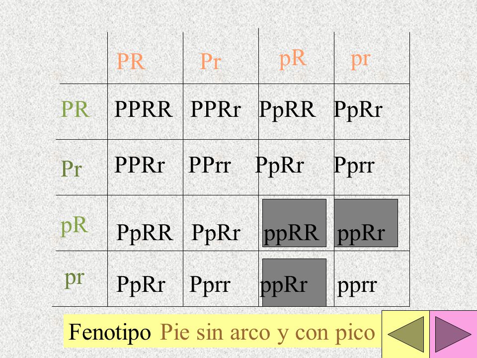 pR pr. PR. Pr. PR. PPRR PPRr PpRR PpRr. PPRr PPrr PpRr Pprr. Pr. pR. PpRR PpRr ppRR ppRr.