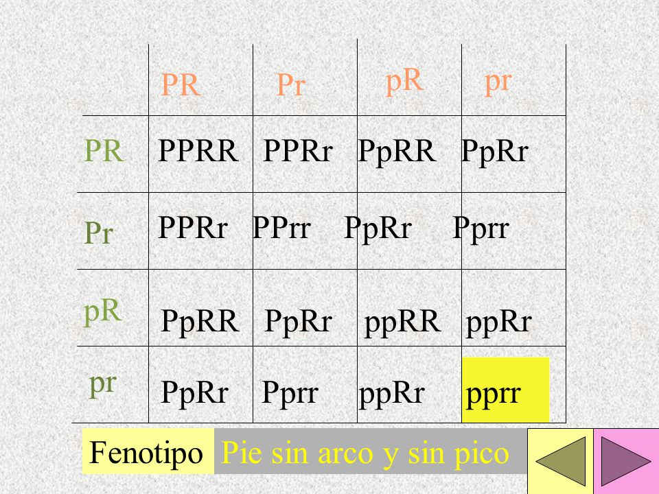 pR pr. PR. Pr. PR. PPRR PPRr PpRR PpRr. PPRr PPrr PpRr Pprr. Pr. pR. PpRR PpRr ppRR ppRr.