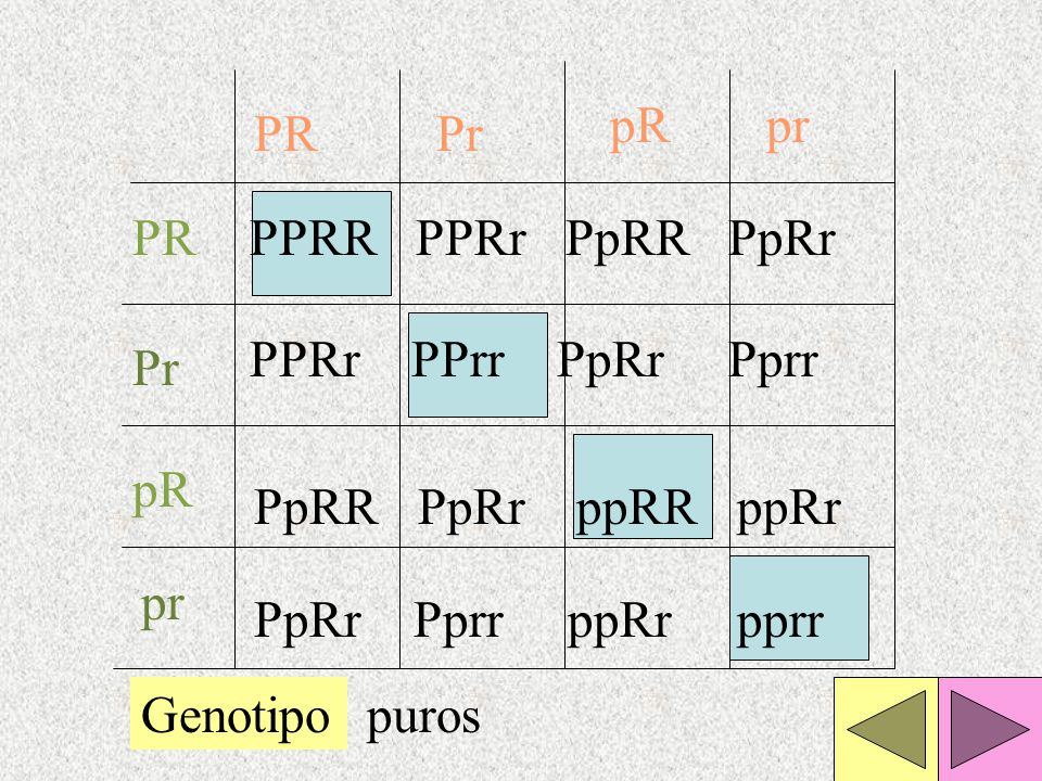 pR pr. PR. Pr. PR. PPRR PPRr PpRR PpRr. PPRr PPrr PpRr Pprr. Pr. pR. PpRR PpRr ppRR ppRr.