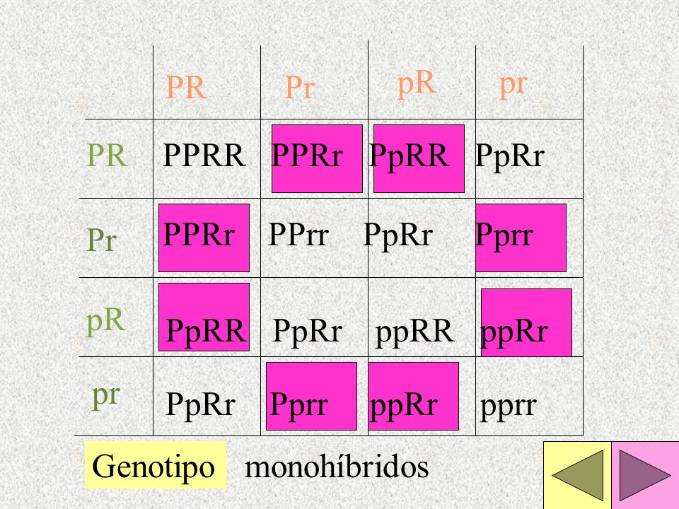 pR pr. PR. Pr. PR. PPRR PPRr PpRR PpRr. PPRr PPrr PpRr Pprr. Pr. pR. PpRR PpRr ppRR ppRr.