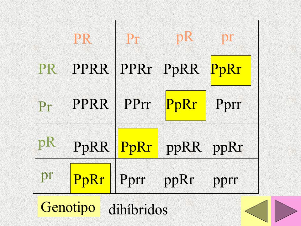 pR pr. PR. Pr. PR. PPRR PPRr PpRR PpRr. PPRR PPrr PpRr Pprr. Pr. pR. PpRR PpRr ppRR ppRr.