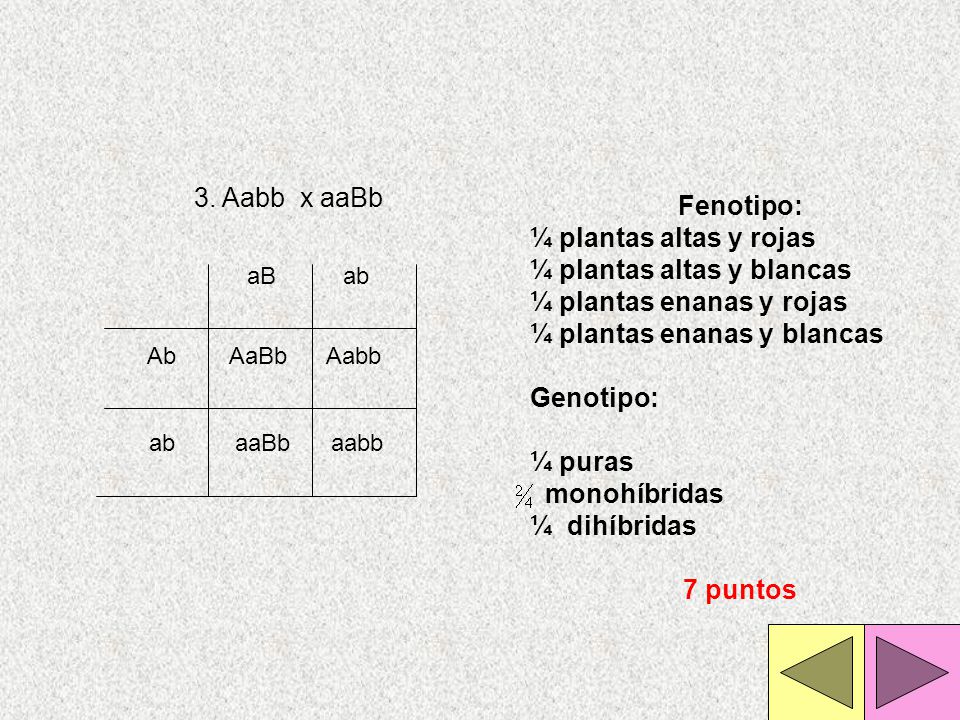 ¼ plantas altas y blancas ¼ plantas enanas y rojas
