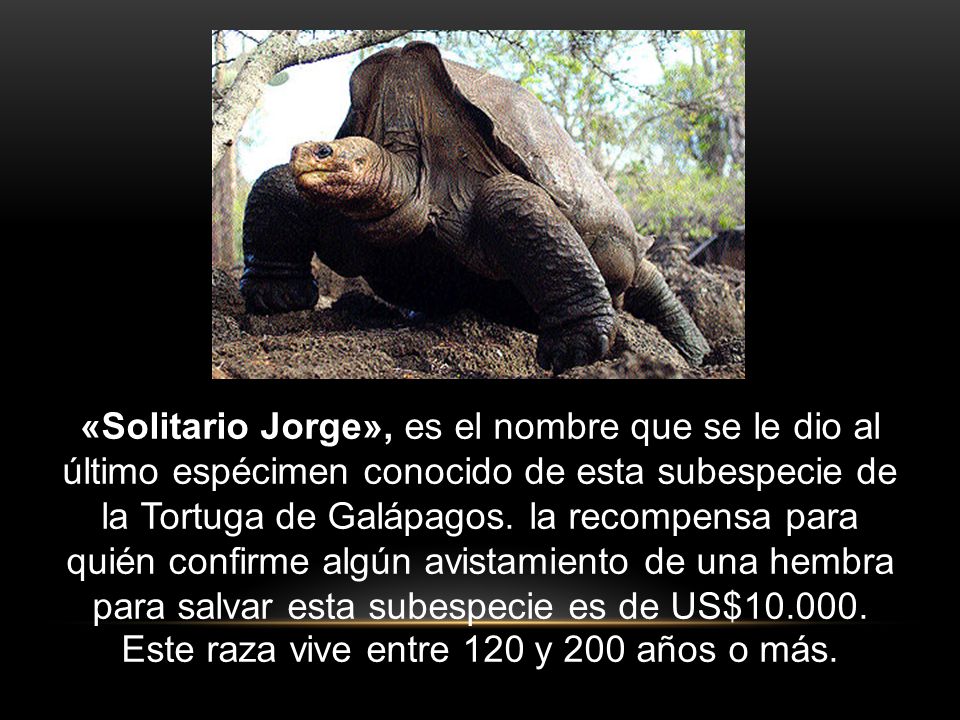 «Solitario Jorge», es el nombre que se le dio al último espécimen conocido de esta subespecie de la Tortuga de Galápagos.