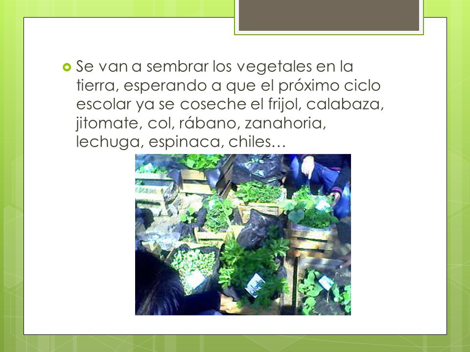 Se van a sembrar los vegetales en la tierra, esperando a que el próximo ciclo escolar ya se coseche el frijol, calabaza, jitomate, col, rábano, zanahoria, lechuga, espinaca, chiles…