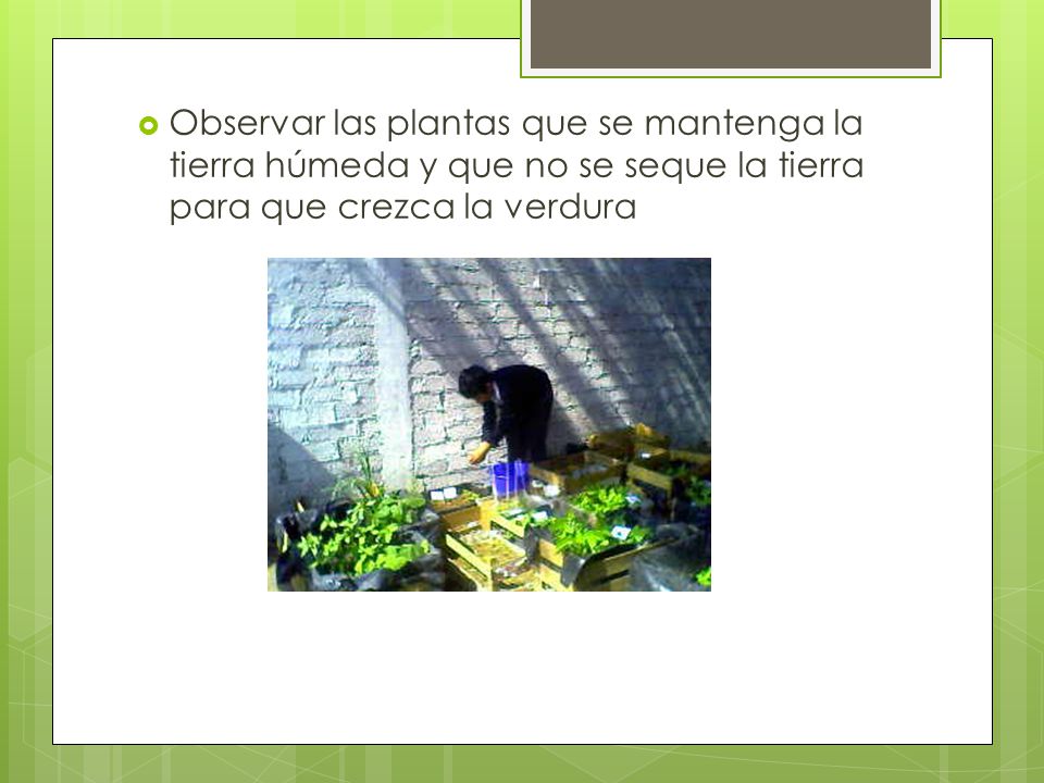 Observar las plantas que se mantenga la tierra húmeda y que no se seque la tierra para que crezca la verdura