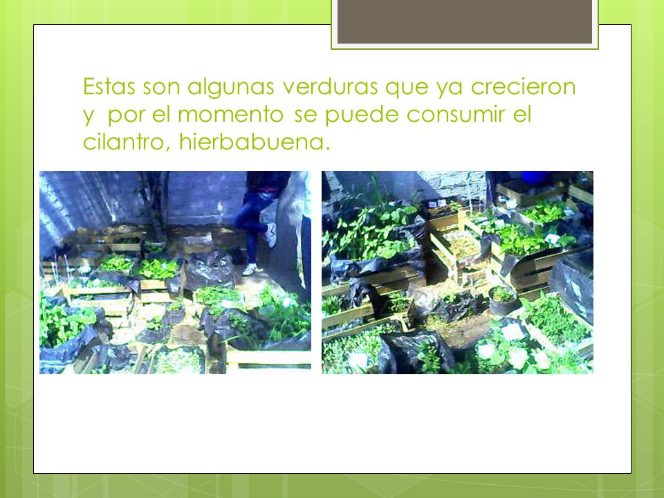 Estas son algunas verduras que ya crecieron y por el momento se puede consumir el cilantro, hierbabuena.