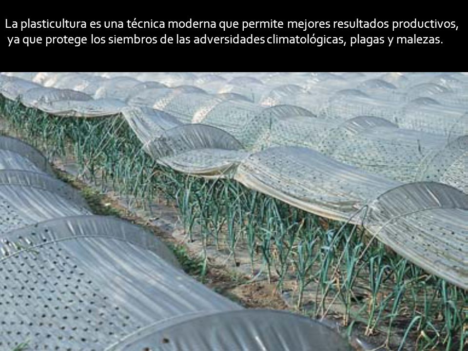 La plasticultura es una técnica moderna que permite mejores resultados productivos,