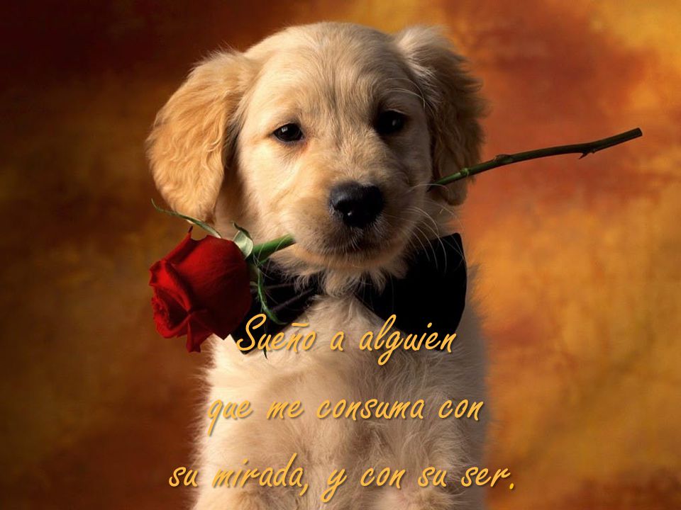 Sueño a alguien que me consuma con su mirada, y con su ser.