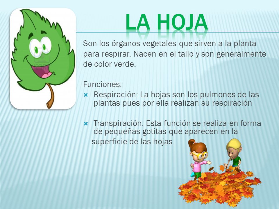 LA HOJA Son los órganos vegetales que sirven a la planta