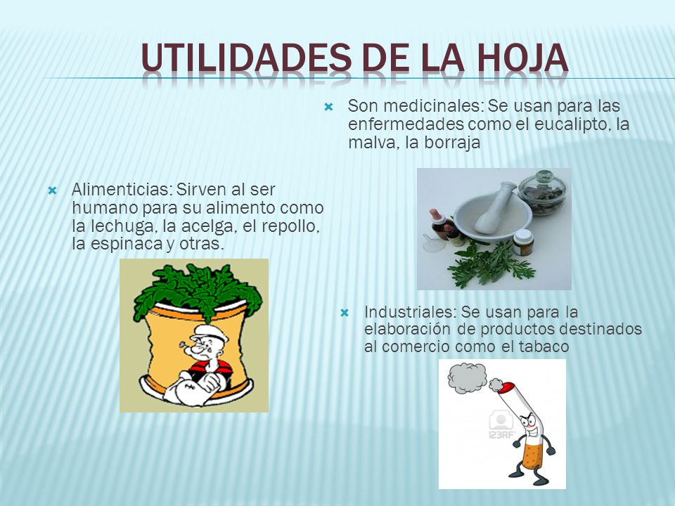 UTILIDADES DE LA HOJA Son medicinales: Se usan para las enfermedades como el eucalipto, la malva, la borraja.