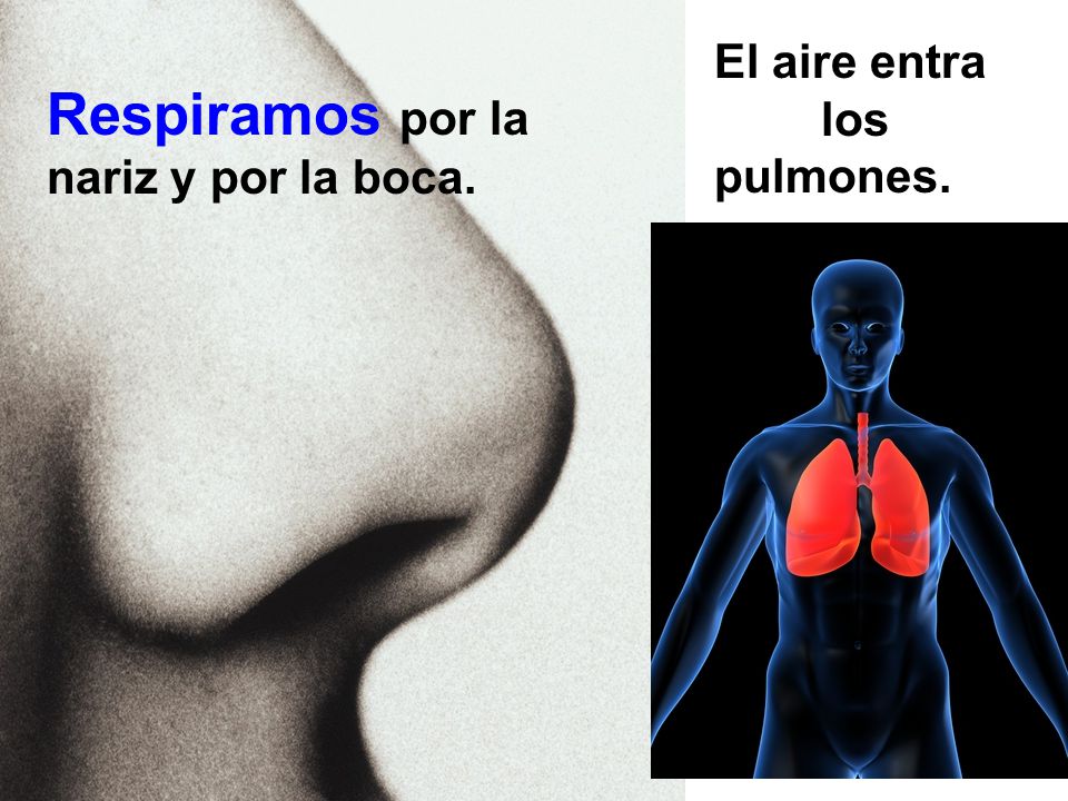 Respiramos por la nariz y por la boca.