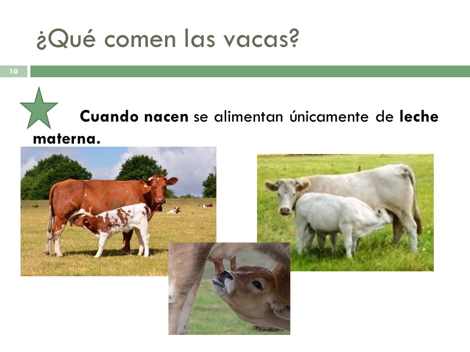 ¿Qué comen las vacas Cuando nacen se alimentan únicamente de leche materna.